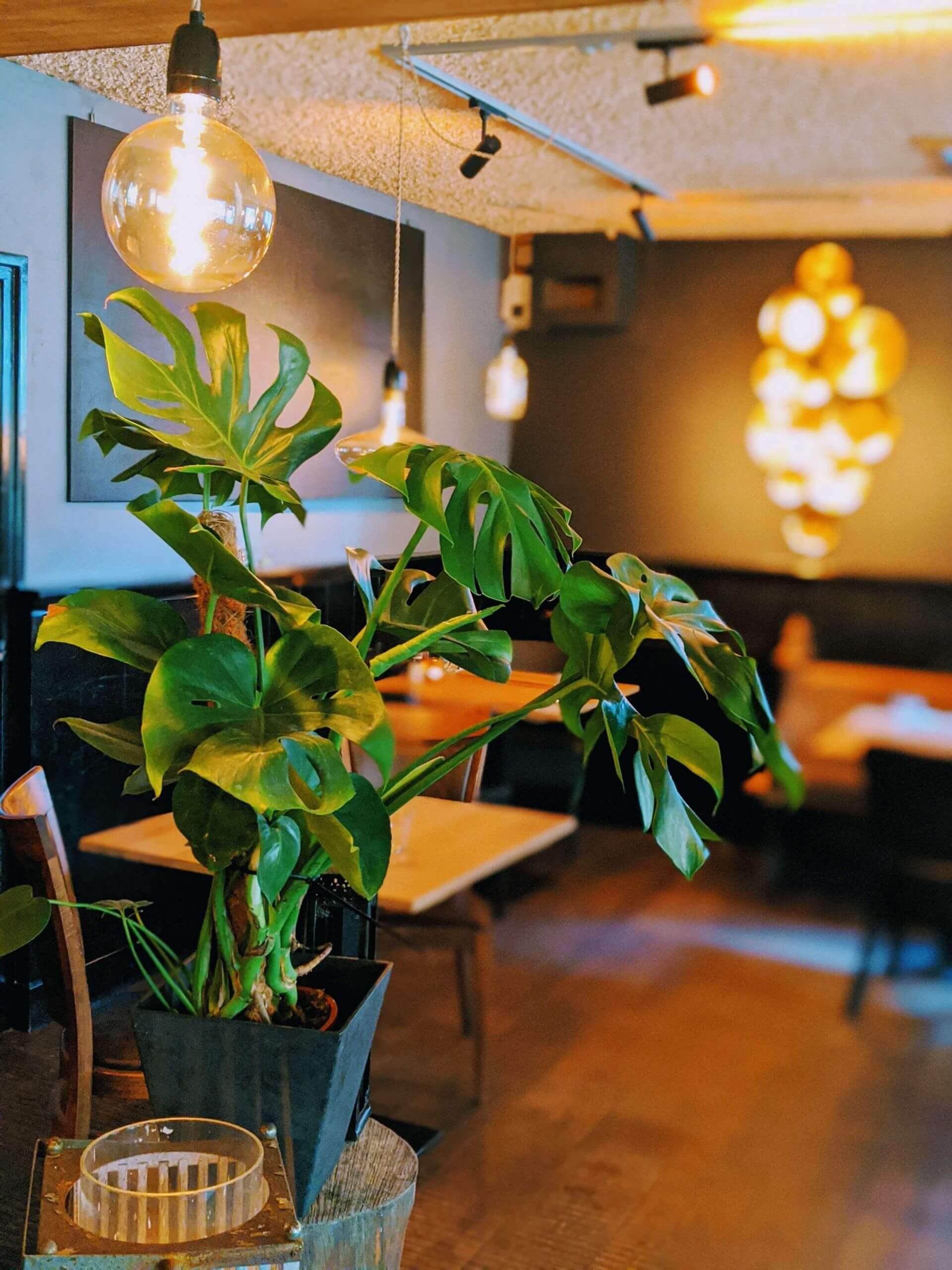 Gezellig restaurant nabij Schoorlse Duinen en bossen Gezellig restaurant nabij Schoorlse Duinen en bossen